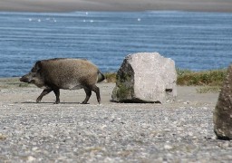 Un enclos sera construit pour 