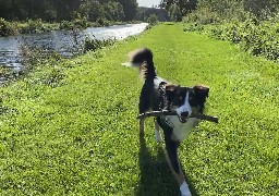 La Somme se targue d'être une destination « Dog Friendly »