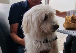 Six mois de prison avec sursis pour la St Poloise qui a jeté un chien par la fenêtre