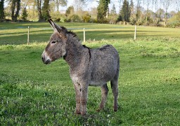 Trois adolescents demain devant la justice pour avoir torturé et tué une trentaine d’animaux