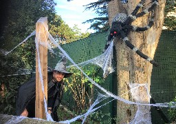 A Fort-Mardyck, le parc animalier Bio-Topia est aux couleurs d'Halloween !