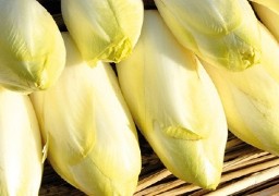 Dans le Pas de Calais, les producteurs d'endives menacent de tout arrêter !