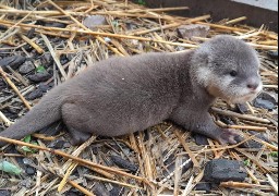 Fort Mardyck: deux petites loutres cendrées sont nées à Bio-Topia