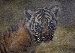 Le zoo d'Amiens rouvre ses portes ce mercredi