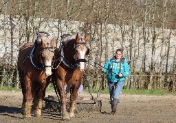 La Montreuilloise Amandine Debove de retour au Salon de l'Agriculture avec ses chevaux boulonnais 