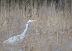 Belle fréquentation au Parc du Marquenterre depuis la réouverture