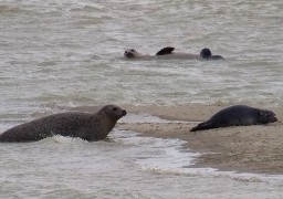 Découvrez les grandes marées lors d'une visite guidée spéciale au Hourdel