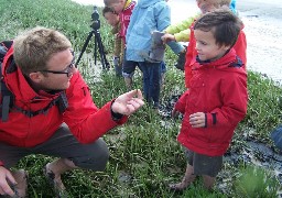 De la Baie de Canche à la Baie de Somme, la cueillette des « Asters maritimes » a débuté