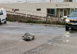 Damien, un phoque âgé de 25 ans, a élu domicile sur la digue d'Hardelot !
