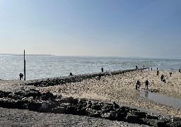 La pêche à pied en Baie d'Authie interdite à cause de la présence de la bactérie EColi