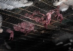 Auchan se désengage de l'élevage de Noordpeene après les révélations de L214