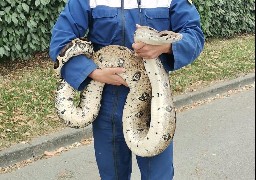 Des reptiles saisis chez un particulier à Hucqueliers 
