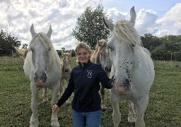 A Samer, 152 chevaux boulonnais disputeront le concours spécial des juments boulonnaises ce week-end.