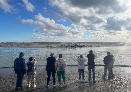 Une charte créée pour protéger les phoques sur le littoral