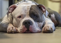 Etaples: 4 mois avec sursis pour avoir tué son chien au fusil