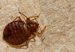 Boulogne-sur-mer : Des punaises de lit aux Urgences de l'hôpital, une désinfection est en cours