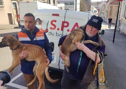 Une affaire de maltraitance sur animaux mardi matin au tribunal judiciaire de Boulogne sur mer.