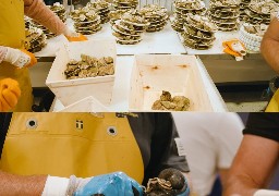 A la foire aux huitres de Dunkerque, les coquilles seront transformées en aliment pour animaux !