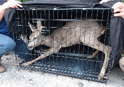A Wimereux, un chevreuil s'égare dans les jardins de la Baie de Saint-Jean.