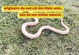 Abbeville: les pompiers ont capturé un serpent des blés