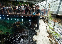 A Nausicaà, le lagon tropical ne pourra pas rouvrir avant Pâques 2025. 