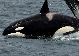 Une orque retrouvée sur la plage de la Panne, près de Dunkerque