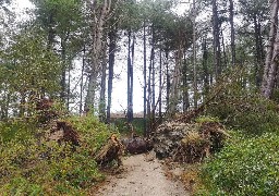 A Saint Quentin en Tourmont, le parc du Marquenterre se remet de la tempête