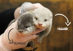 Zoo d'Amiens : les deux bébés loutres cendrées ont enfin un prénom