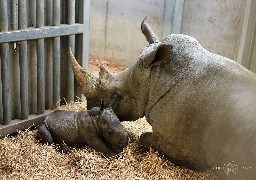 Naissance d’un rhinocéros au parc Pairi Daiza en Belgique