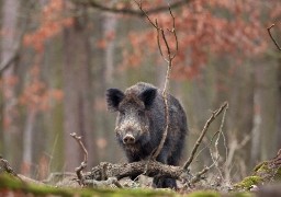 Une automobiliste percute deux sangliers sur l’A16 entre Calais et Boulogne