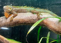 Plusieurs nouveautés à Nausicaá à Boulogne pour l'année 2024