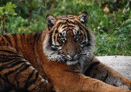 Le zoo d'Amiens rouvre ses portes ce jeudi