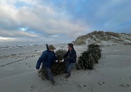 A Merlimont, les sapins de Noël servent à renforcer le cordon dunaire 