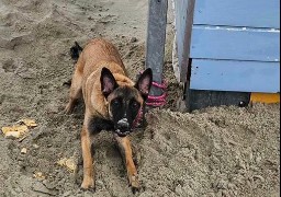 Boulogne-sur-mer : un chien abandonné à un poteau secouru