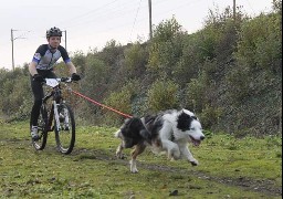 A Gravelines, 300 chiens et leurs maîtres vont courir la Icke Cani'Race ! 
