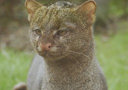 Le parc animalier Bio-Topia rouvre ses portes à Fort-Mardyck.