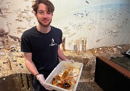 Pêché dans le Boulonnais, un très rare homard jaune sera visible à Maréis à Etaples 