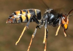 Le département de la Somme lance un plan d'actions contre la prolifération du frelon asiatique 