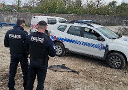 Un deuxième dauphin échoué sur la plage de Neufchâtel-Hardelot