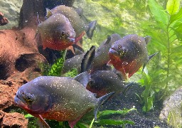 Au cœur du Parc de Malo, l'aquarium de Dunkerque est gratuit tous les dimanches !