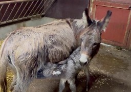 Naissance d'un ânon mâle à Bio-Topia à Fort-Mardyck