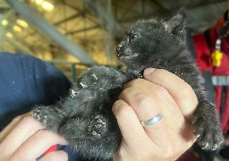 Bourbourg: des chatons bloqués dans un silo de blé, sauvés par les pompiers