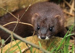Fort-Mardyck : Bio-Topia organise un « week-end conservation » autour du vison d’Europe