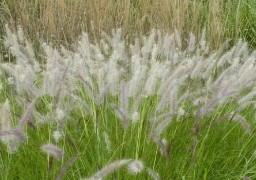 Risque élevé d'allergie au pollen avec le temps estival des derniers jours