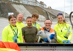Le Portel: un bébé phoque secouru sur la plage ce mercredi matin