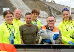 Le sauvetage d’un bébé phoque au Portel dénoncé par le parti animaliste