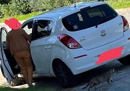 Une ancienne élue municipale de Neufchâtel-Hardelot a-t-elle abandonnée ses chats en forêt ?