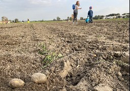 Récolte des pommes de terre et glanage font bon ménage chez Vincent Dezitter à Brouckerque.