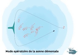 Vers un accord entre pêcheurs français, belges et néerlandais pour l'utilisation de la Senne démersale !