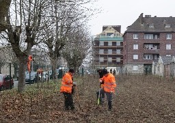 Amiens : fin de plantation du premier îlot de fraîcheur. 